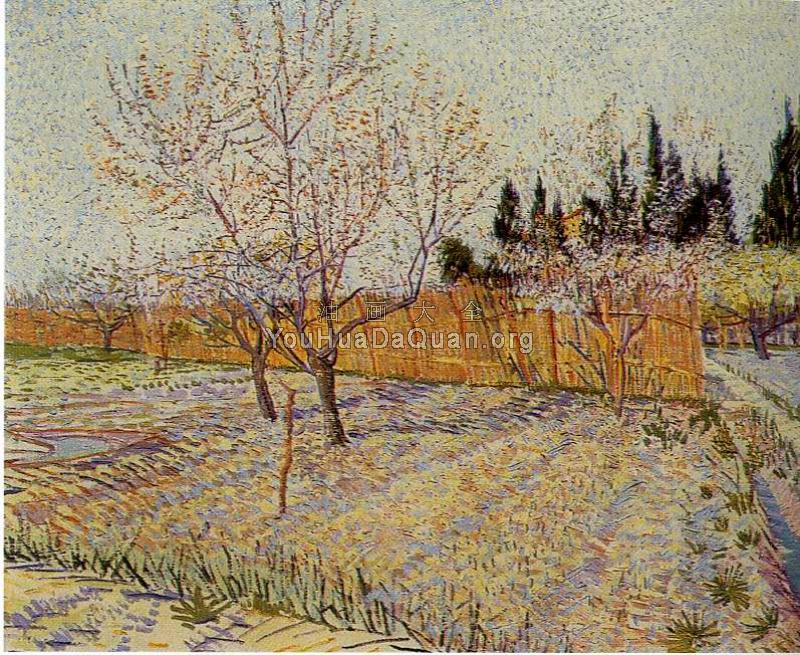 有柏树的果园 - 文森特·威廉·梵高